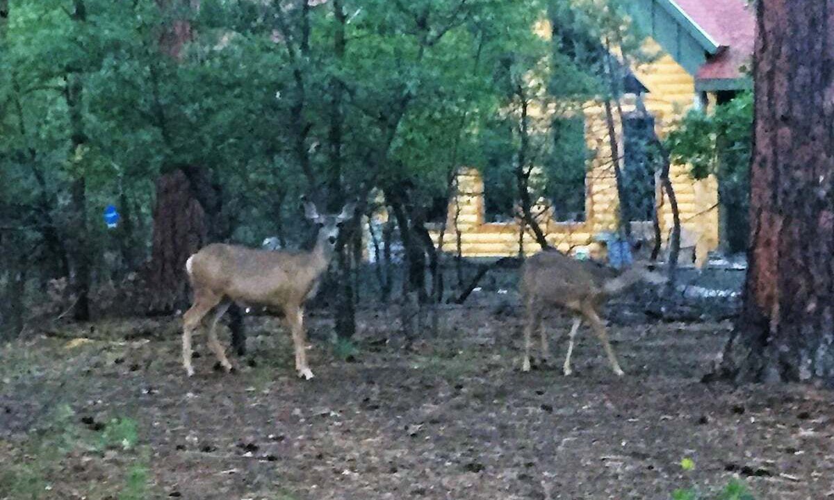 Photo of Others in Groom Creek