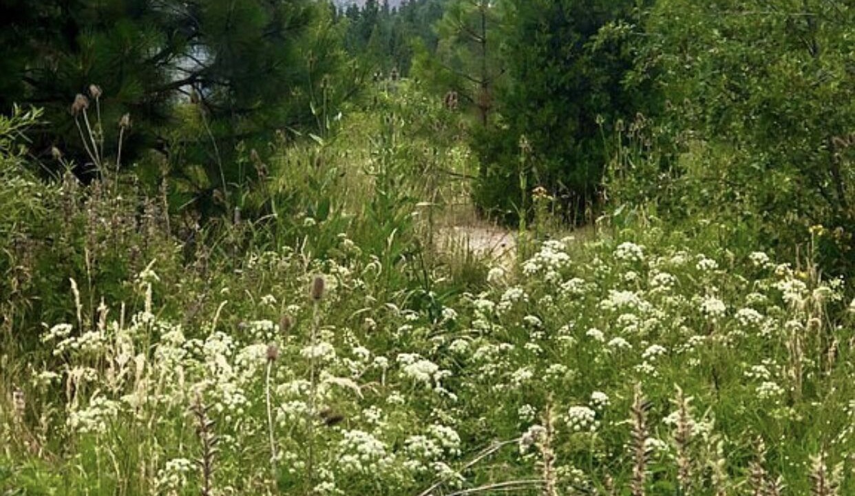 Photo of Outdoor in Mount Shasta