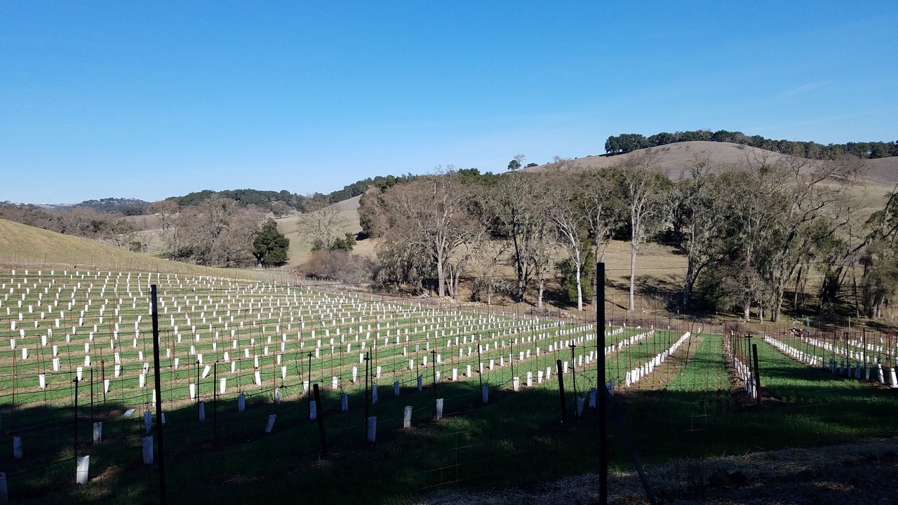 Photo of Others in Paso Robles