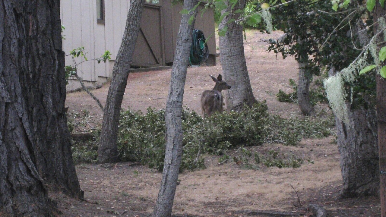 Photo of Others in Del Monte Forest