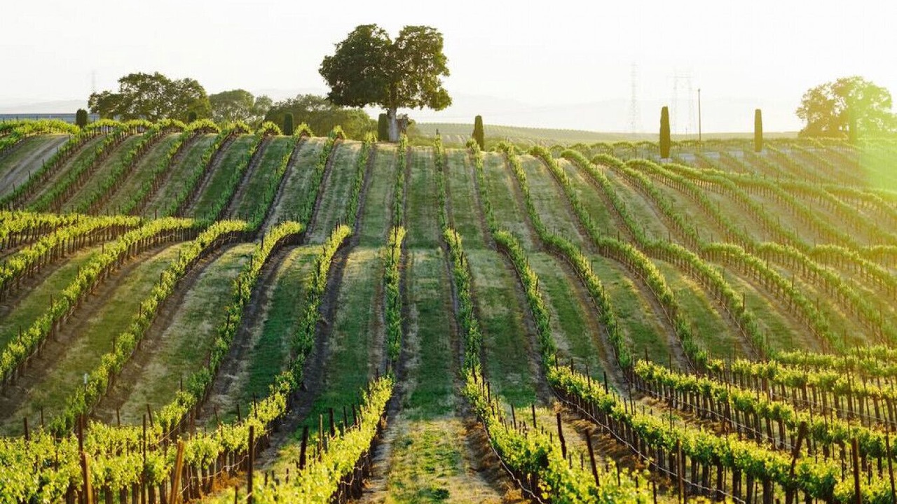 Photo of Outdoor in Paso Robles