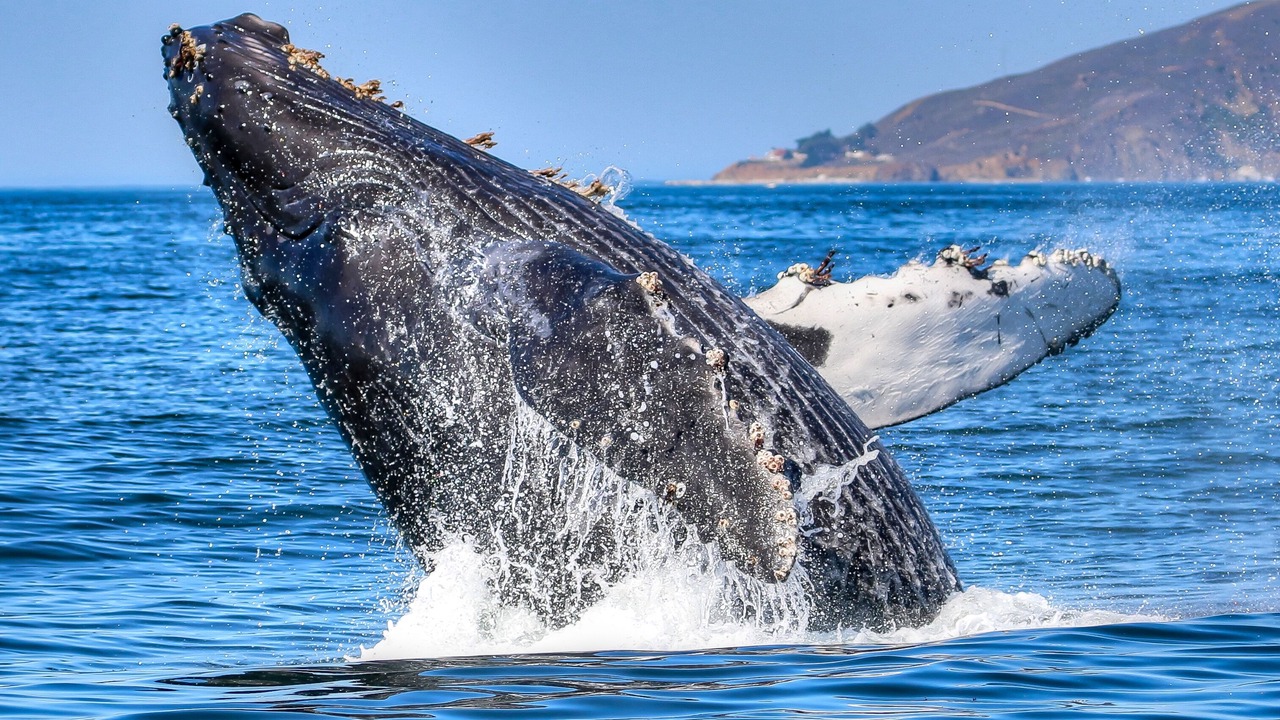 Photo of Others in Avila Beach