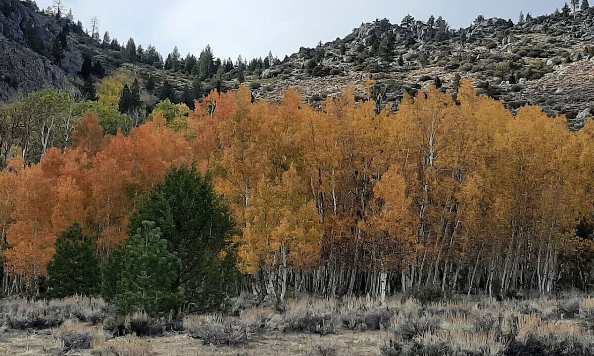 Photo of Others in June Lake