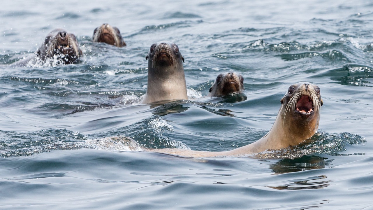 Photo of Others in Morro Bay