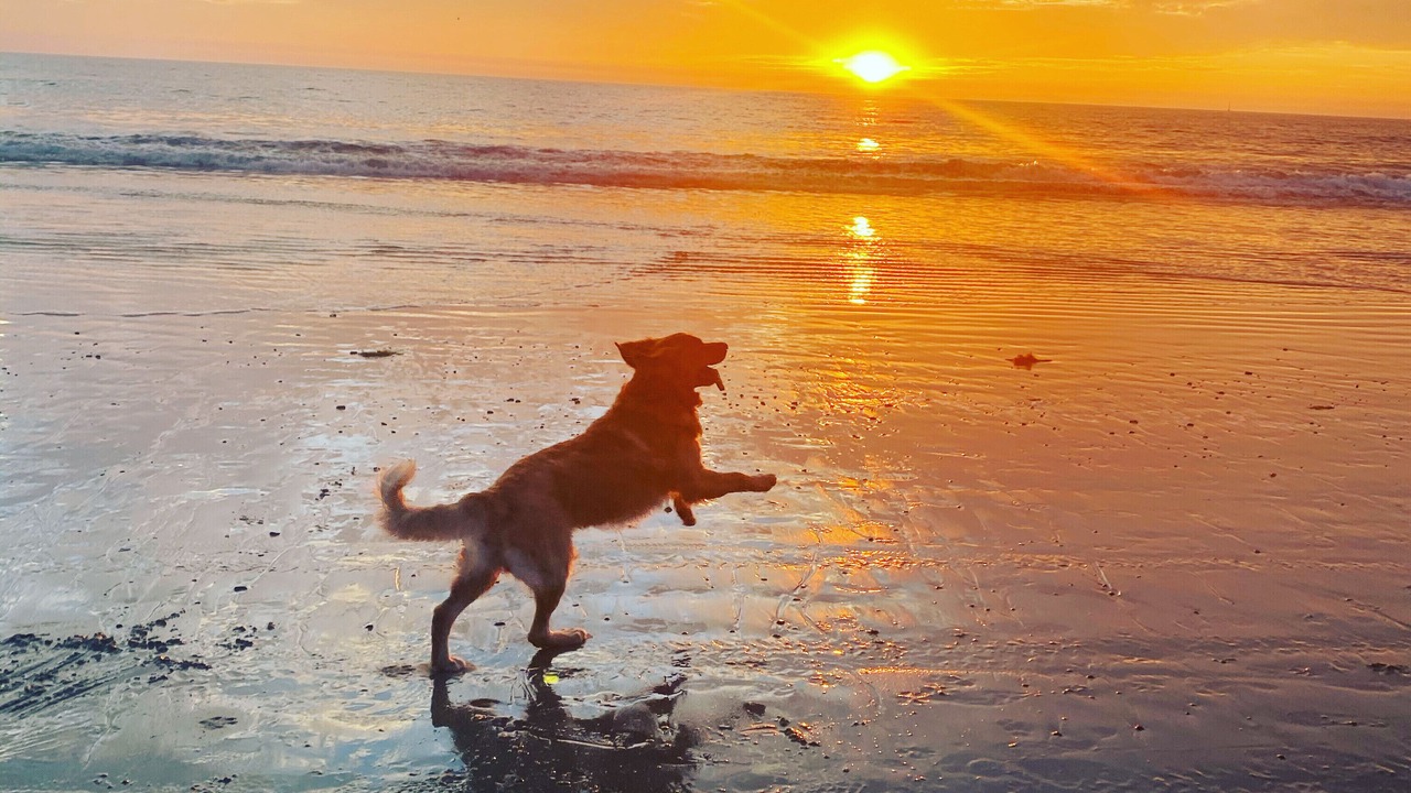 Photo of Others in San Clemente