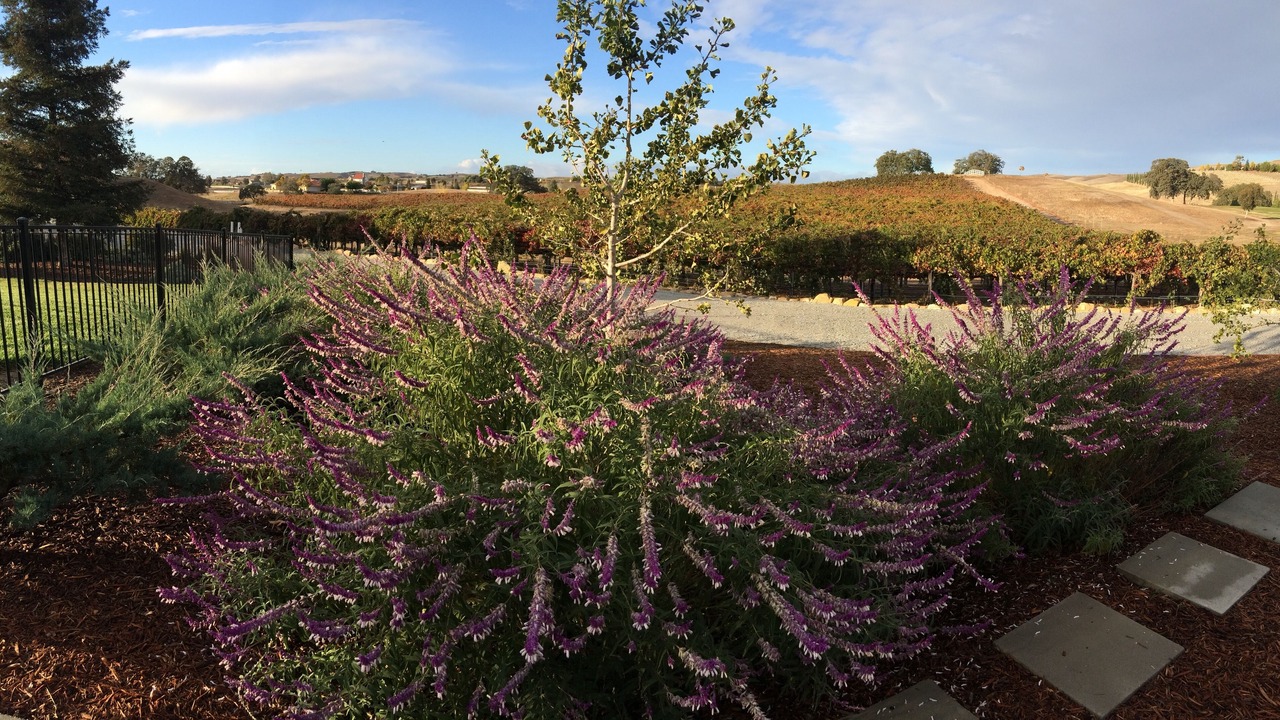 Photo of Others in Paso Robles