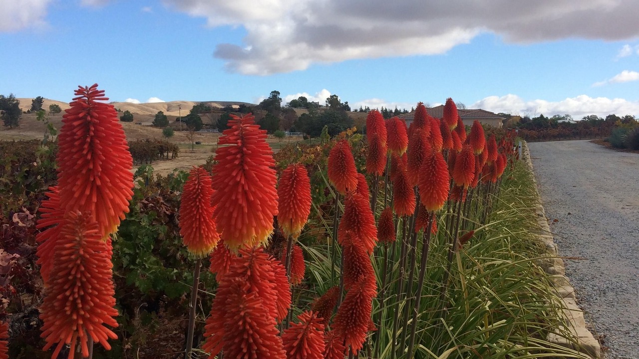 Photo of Others in Paso Robles