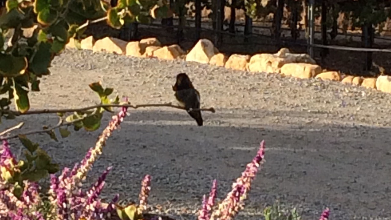 Photo of Others in Paso Robles
