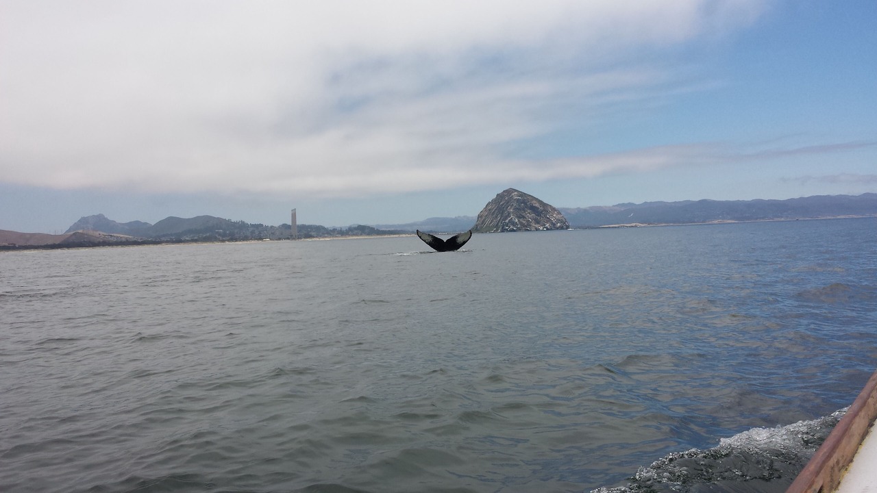 Photo of Others in Morro Bay