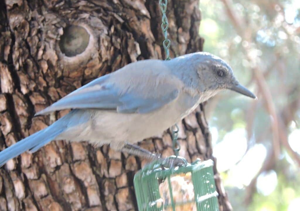Photo of Others in Prescott
