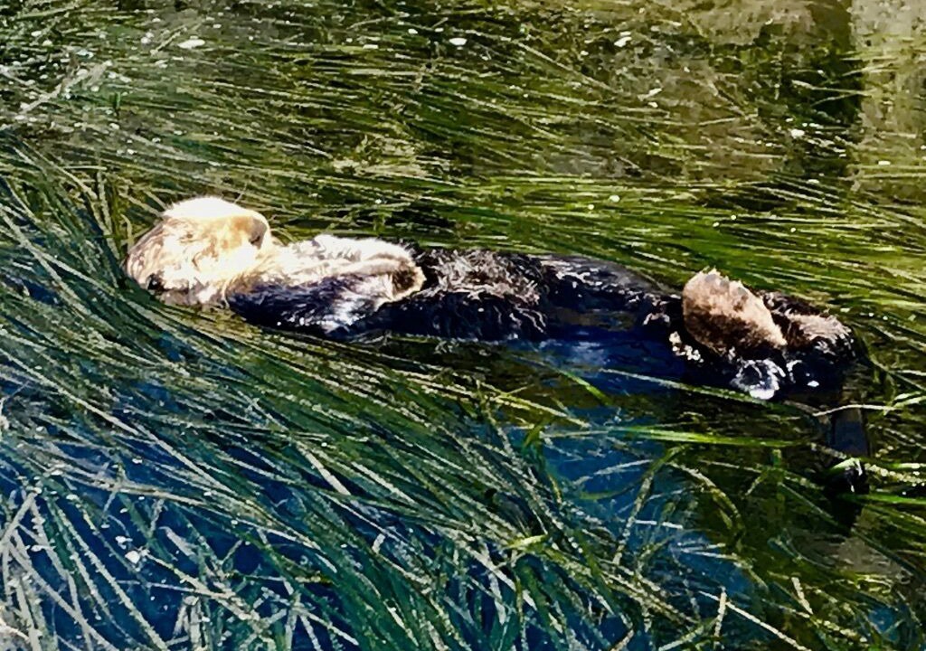 Photo of Others in Morro Bay
