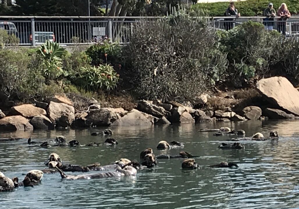 Photo of Others in Morro Bay