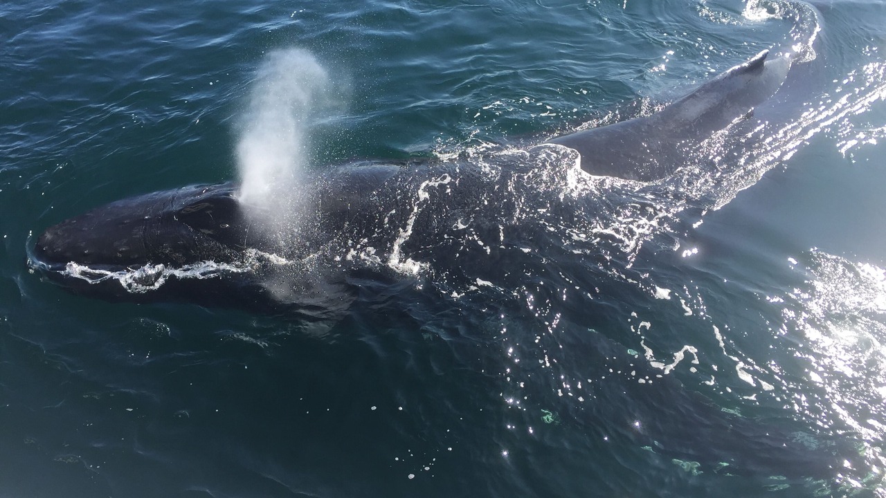 Photo of Others in Morro Bay