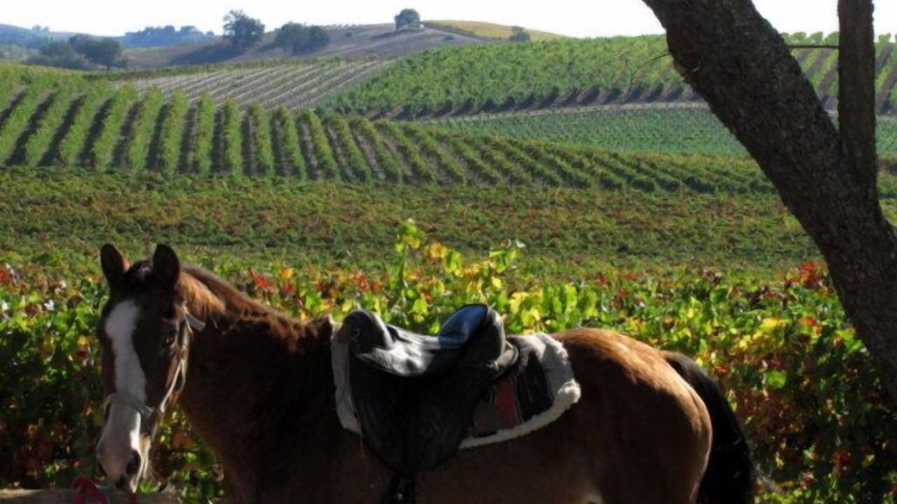 Photo of Others in Paso Robles