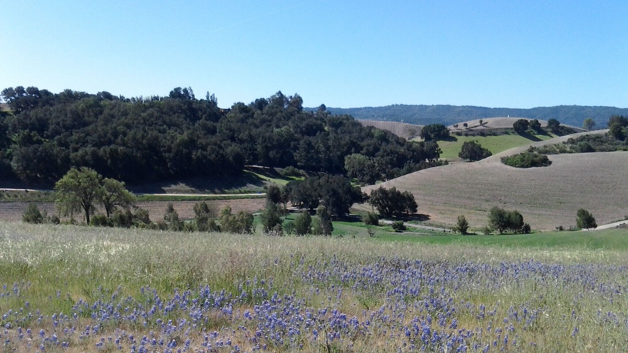 Photo of Others in Paso Robles