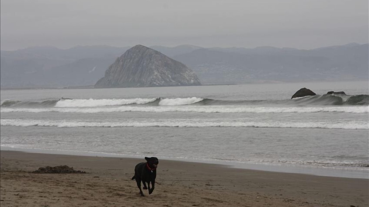Photo of Others in Cayucos