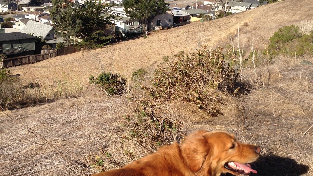 Photo of Others in Cayucos