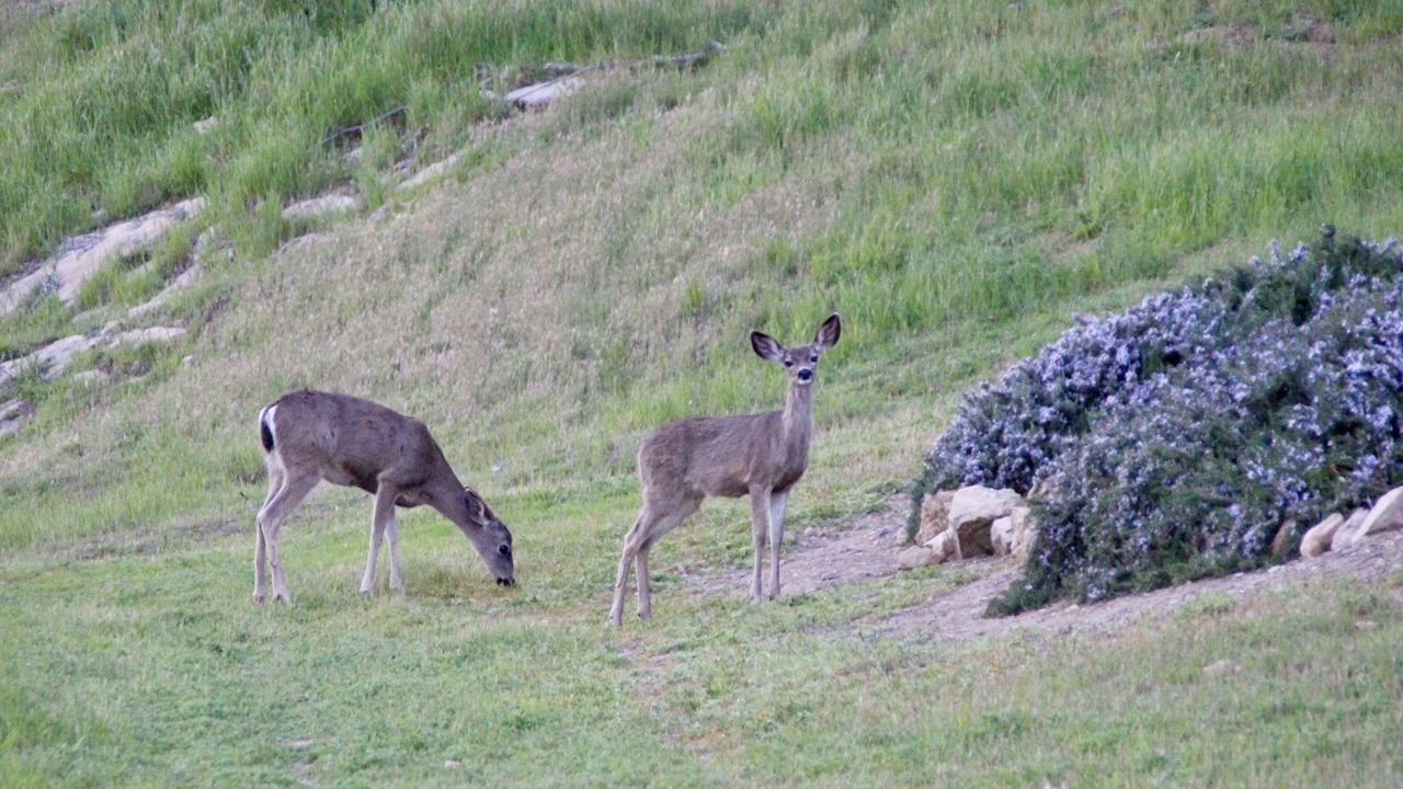 Photo of Others in Oak Shores