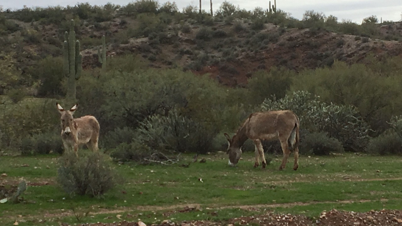 Photo of Outdoor in Anthem