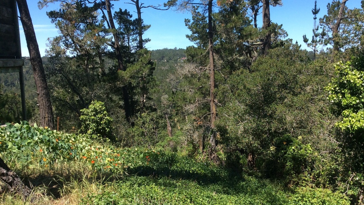 Photo of Others in Carmel Woods