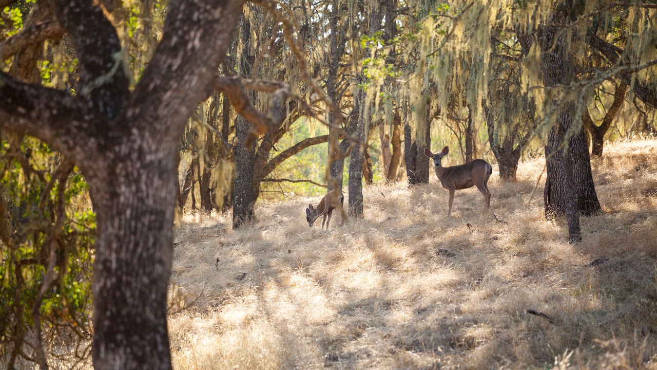 Photo of Outdoor in Atascadero