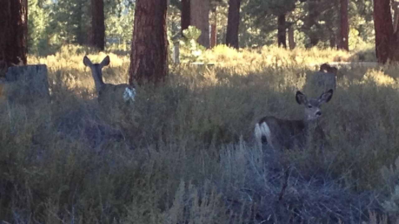 Photo of Others in Truckee