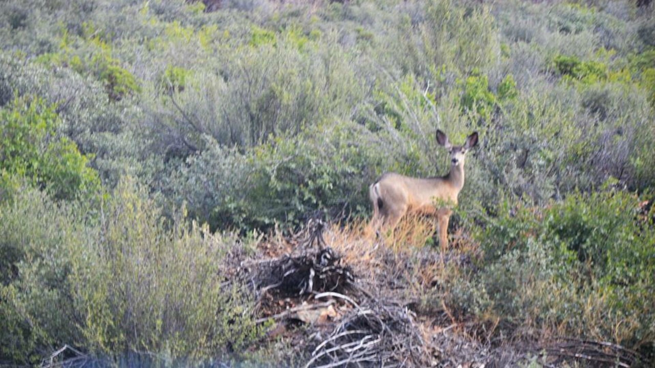 Photo of Others in Cordes Lakes