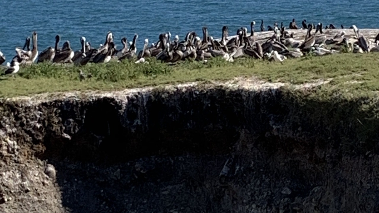 Photo of Others in Shell Beach