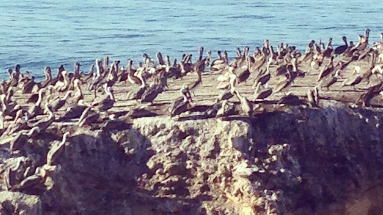 Photo of Others in Shell Beach