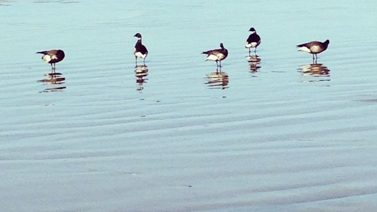 Photo of Others in Shell Beach