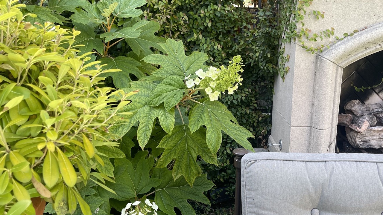 Photo of Outdoor in Willow Glen