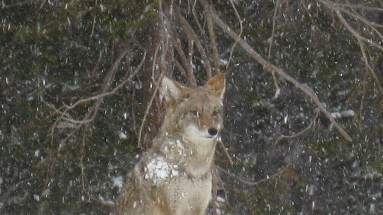 Photo of Others in Majestic Pines