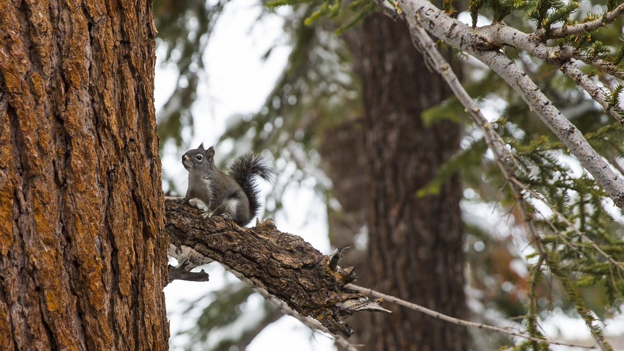 Photo of Outdoor in Mammoth Lakes
