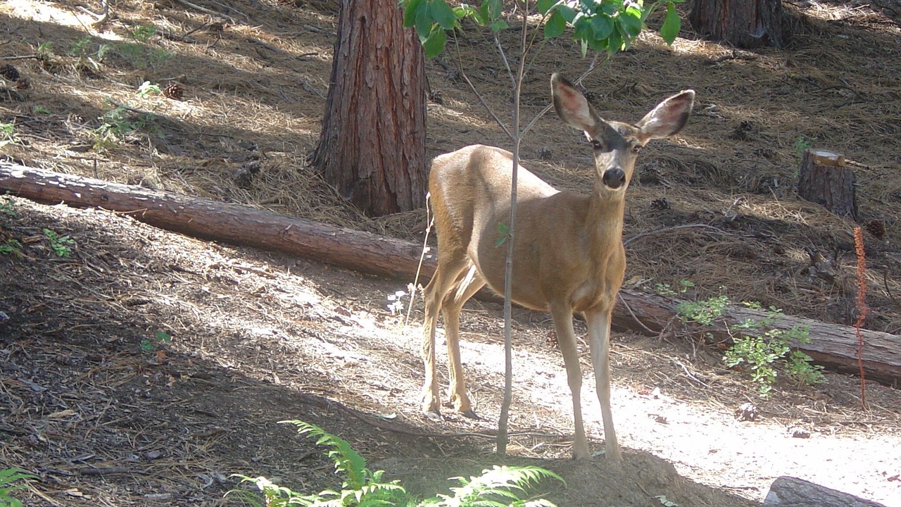 Photo of Others in Cold Springs