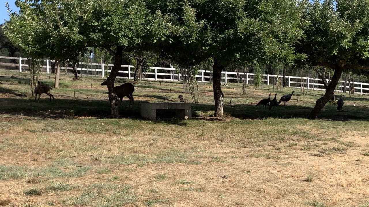Photo of Others in Shingle Springs