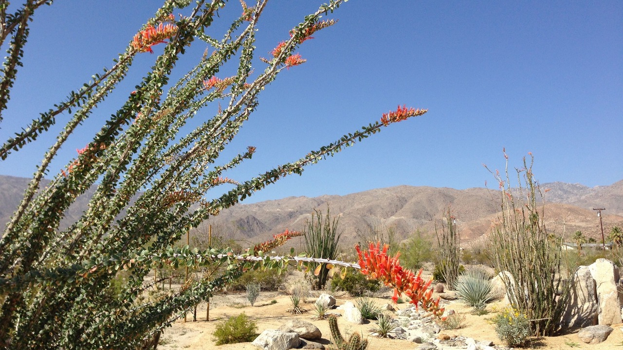 Photo of Outdoor in Borrego Springs