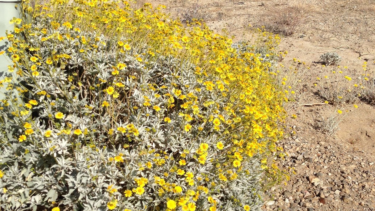 Photo of Others in Borrego Springs
