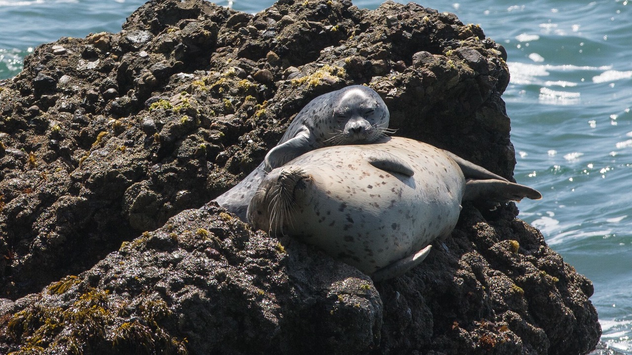Photo of Others in Timber Cove