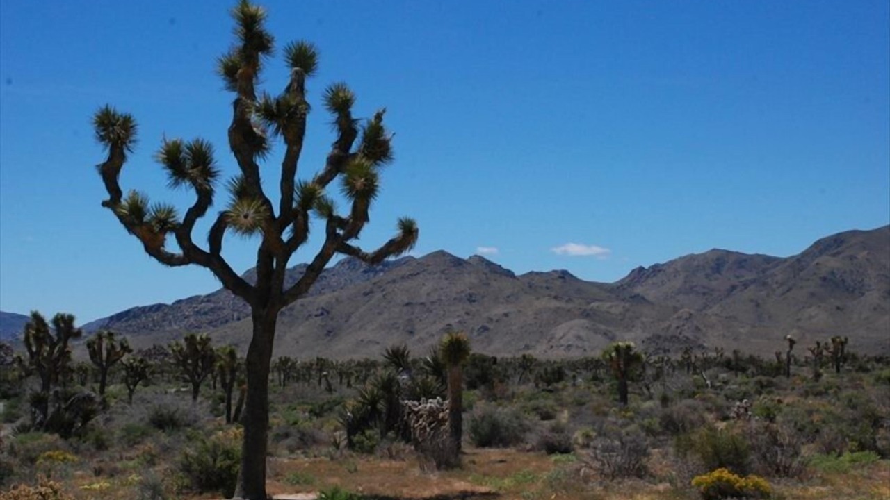 Photo of Others in Twin Palms