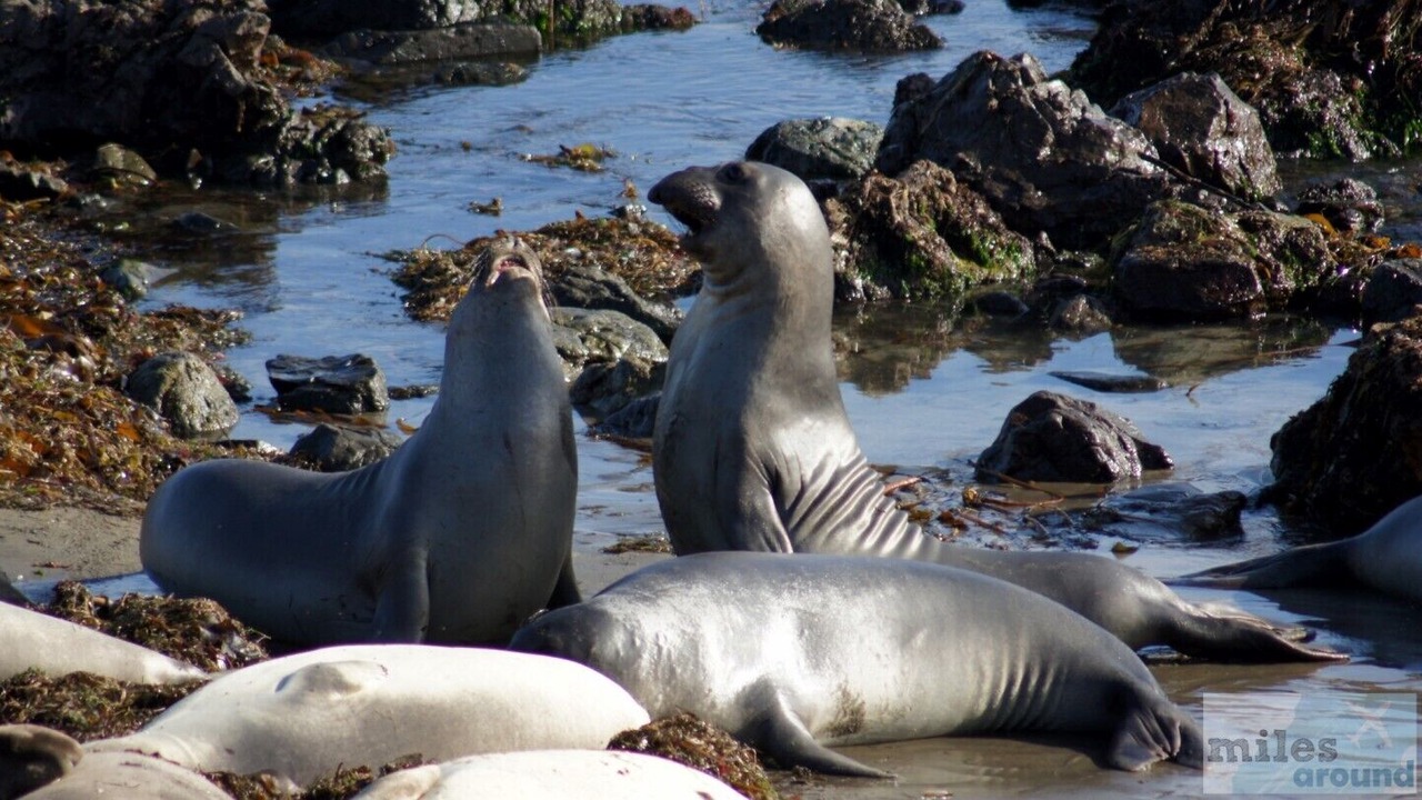 Photo of Others in Morro Bay