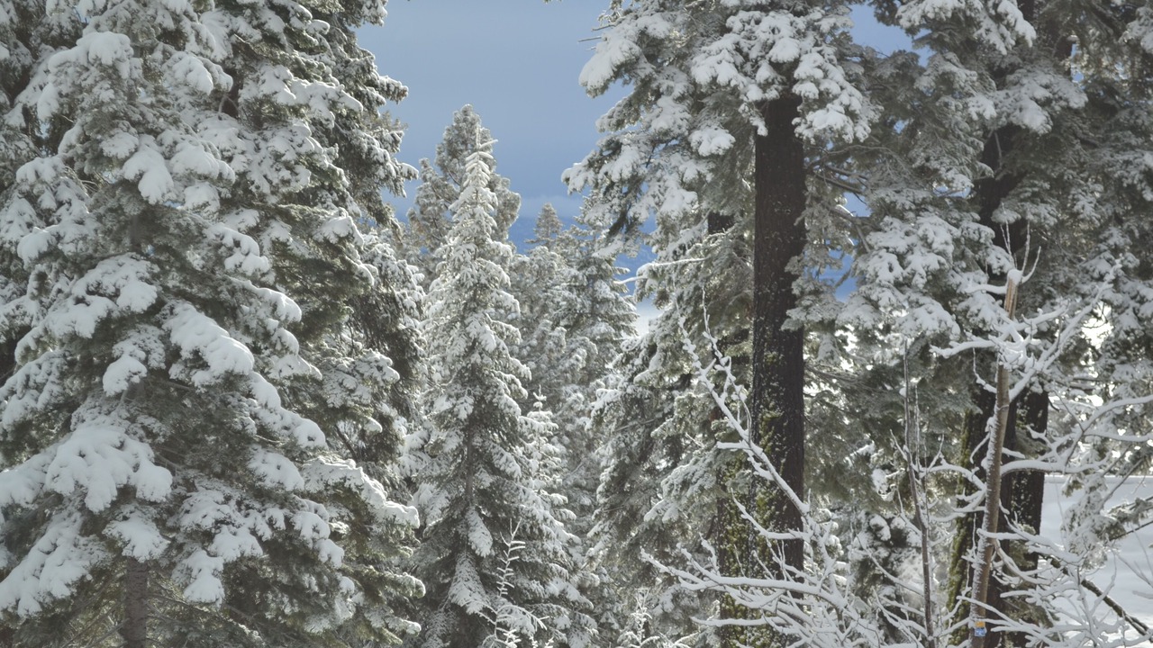 Photo of Others in Talmont