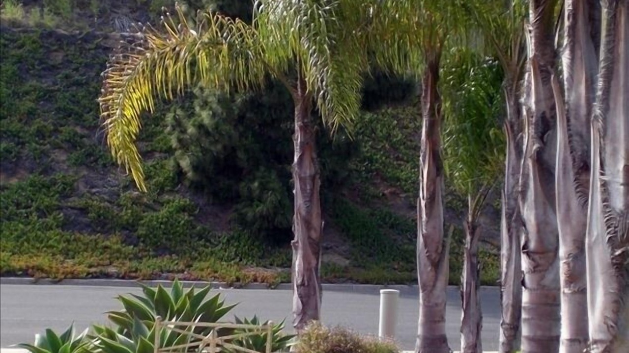 Photo of Outdoor in Solana Beach