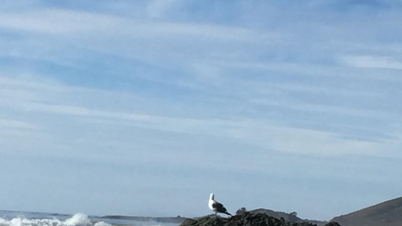 Photo of Others in Cayucos