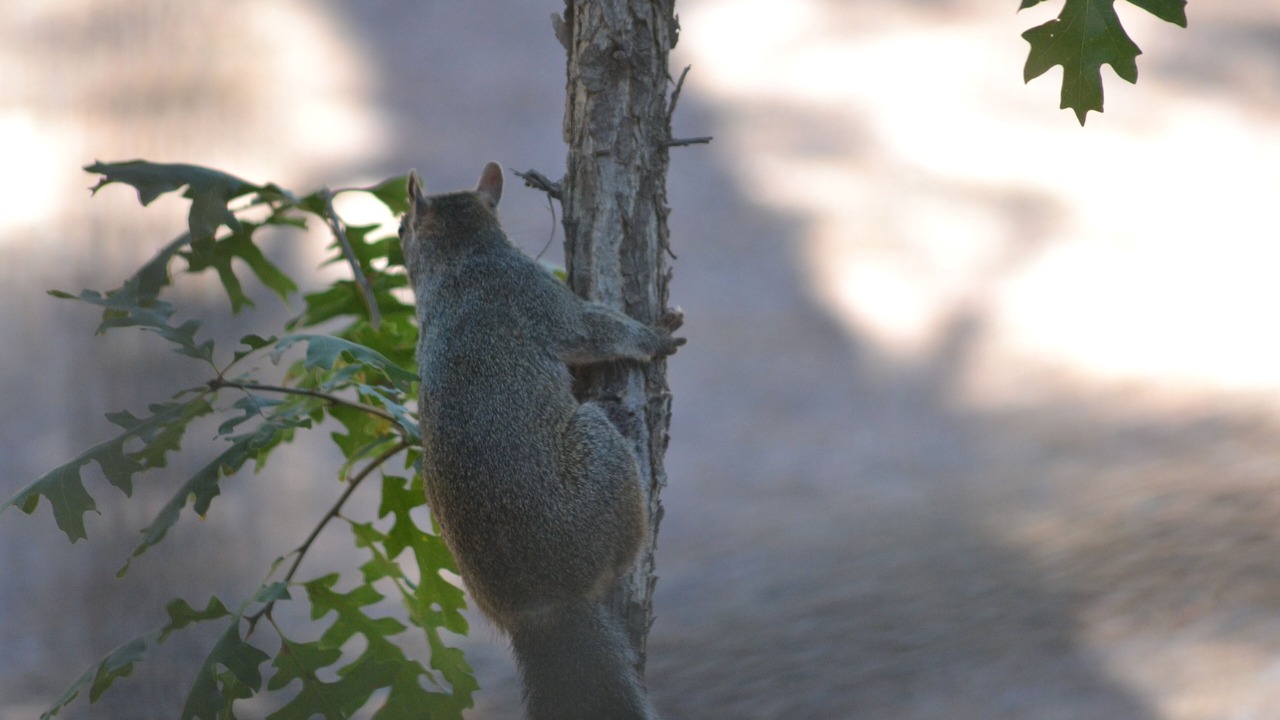 Photo of Outdoor in Payson