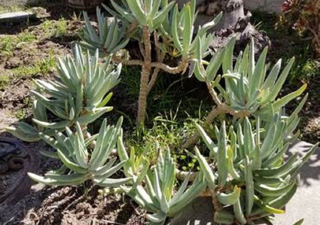 Photo of Outdoor in Grover Beach