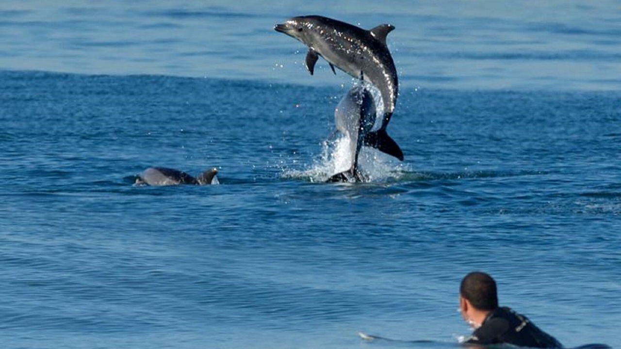 Photo of Others in Imperial Beach