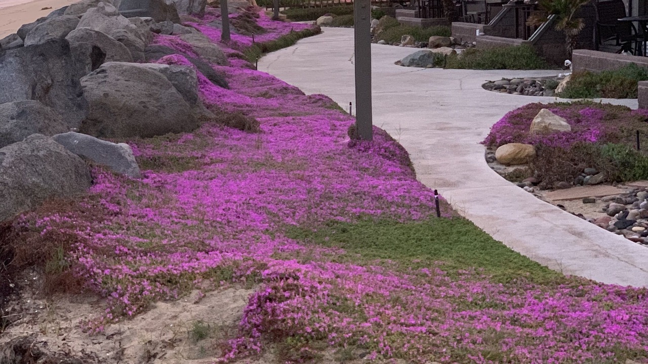 Photo of Outdoor in Imperial Beach