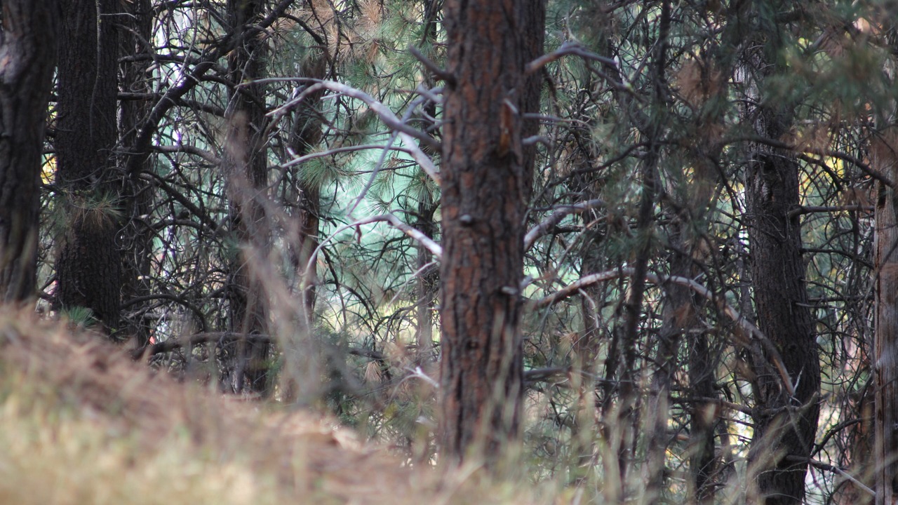 Photo of Outdoor in Deschutes River Woods