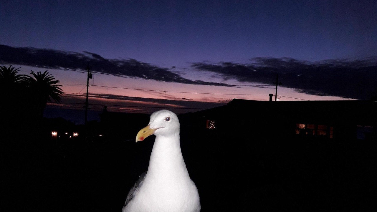 Photo of Others in Cayucos