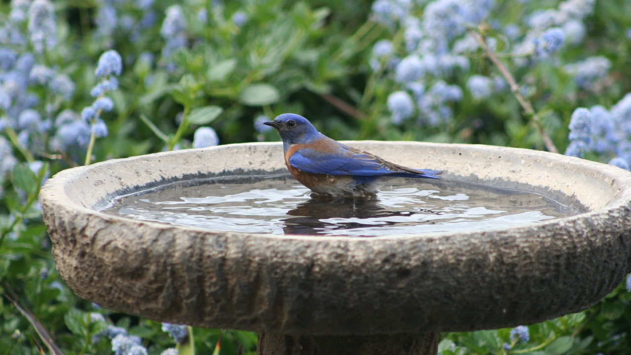 Photo of Outdoor in Ramona